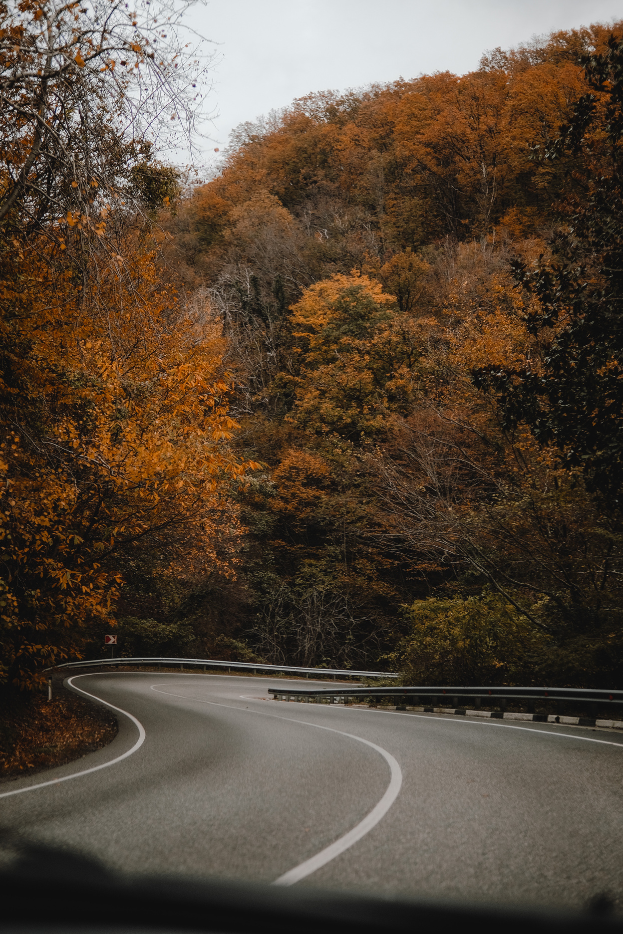 Winding Asphalt Road in Between Brown and Green Trees